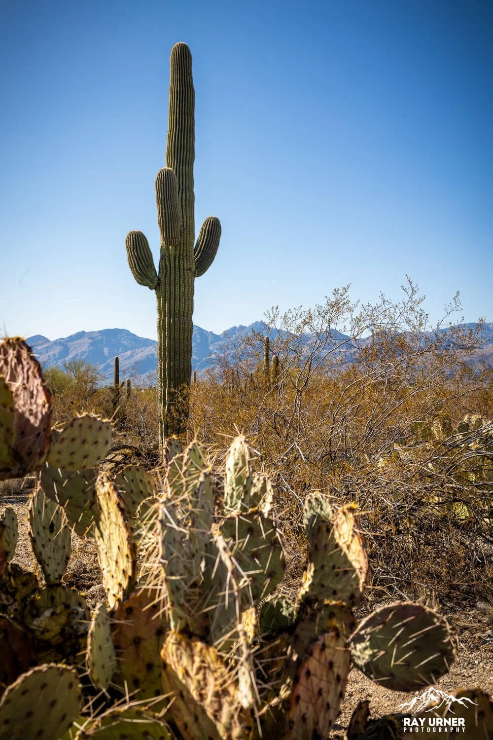 Saguaro-Mica-View-Picnic-Area-012.jpg