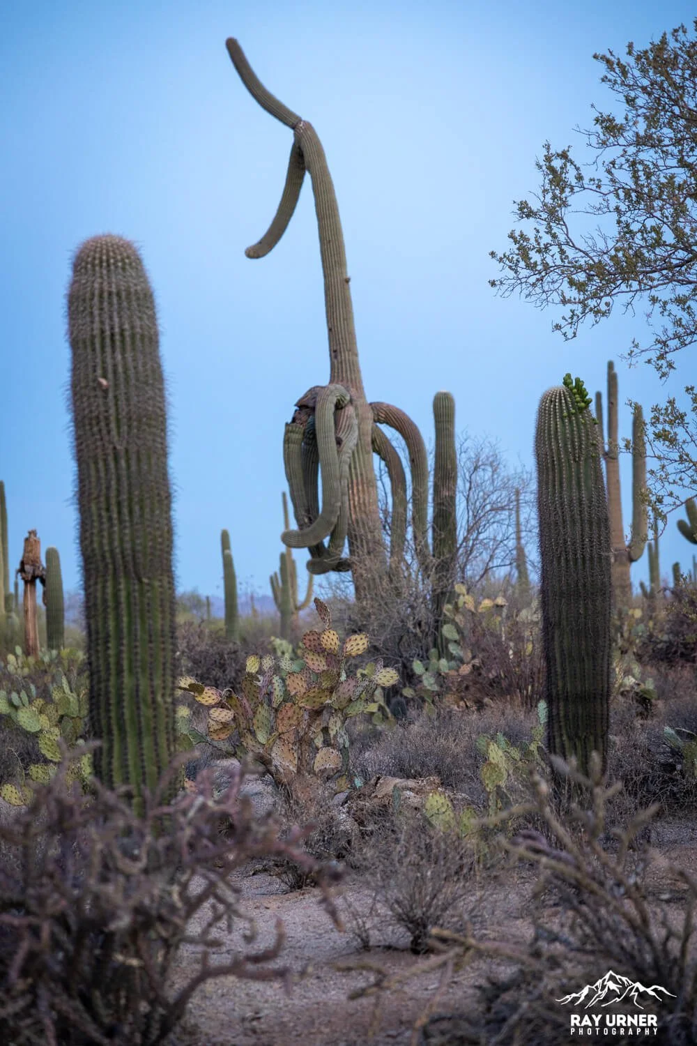 Saguaro-Desert-Discovery-Nature-Trail 003.jpg