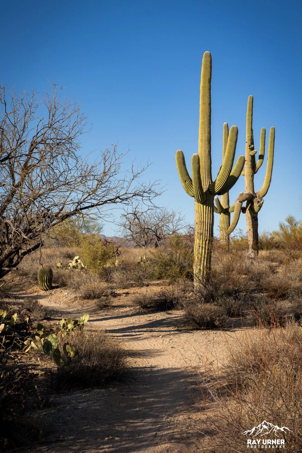 Cactus Forest Trail