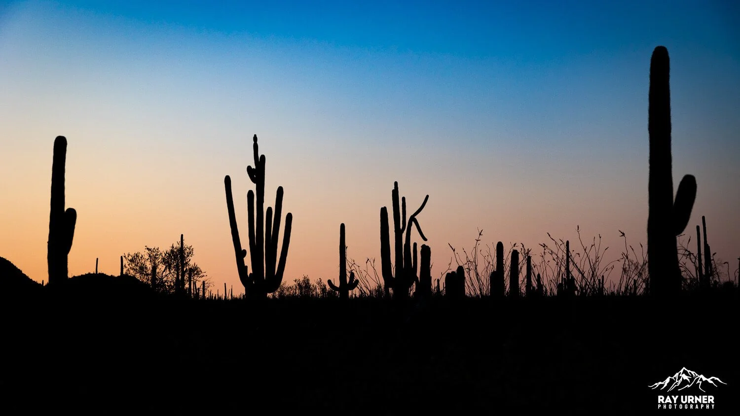 Saguaro-Desert-Discovery-Nature-Trail 010.jpg