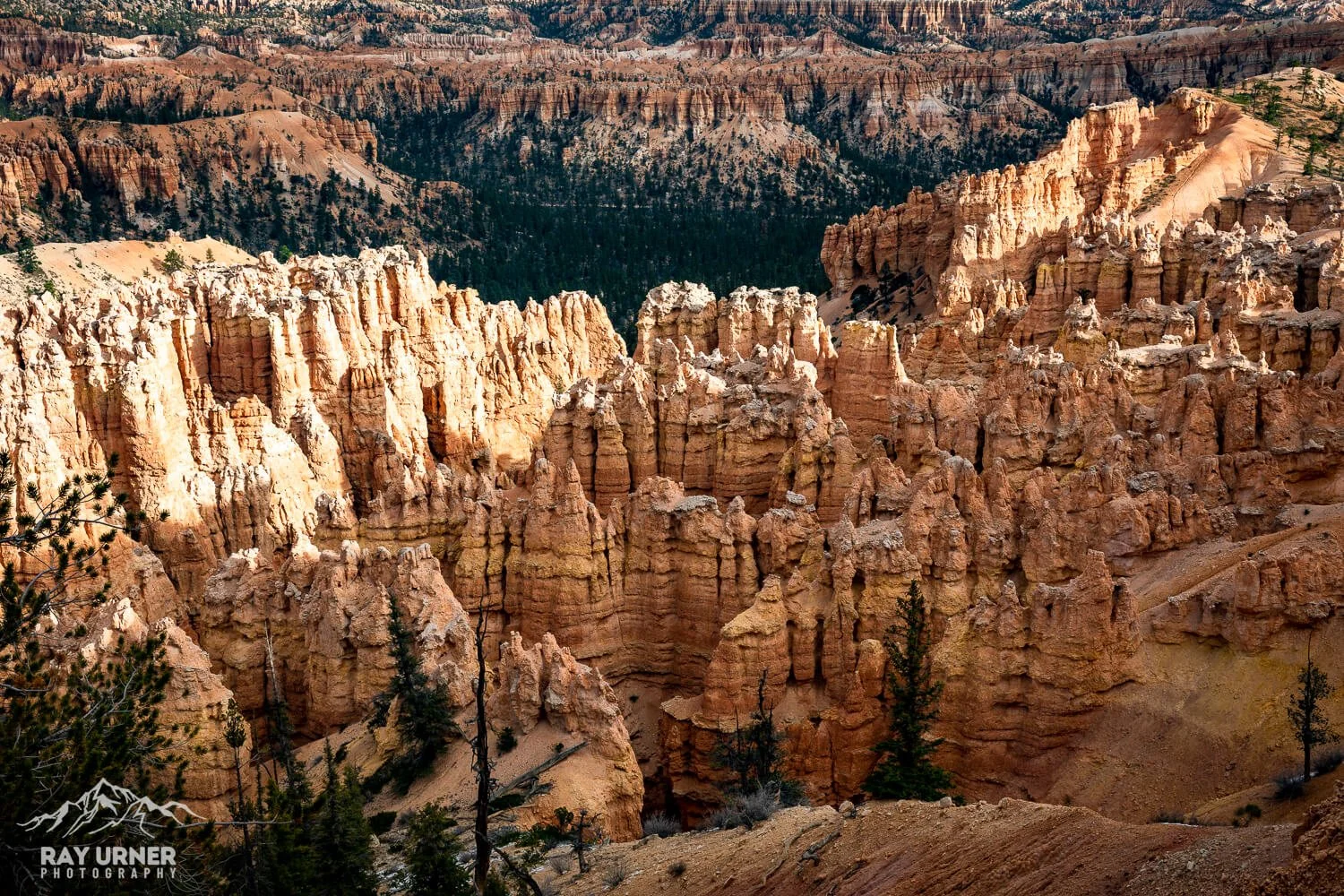 Colorful rock formations and deep canyons at Bryce Canyon National Park with sparse trees and shrubs.