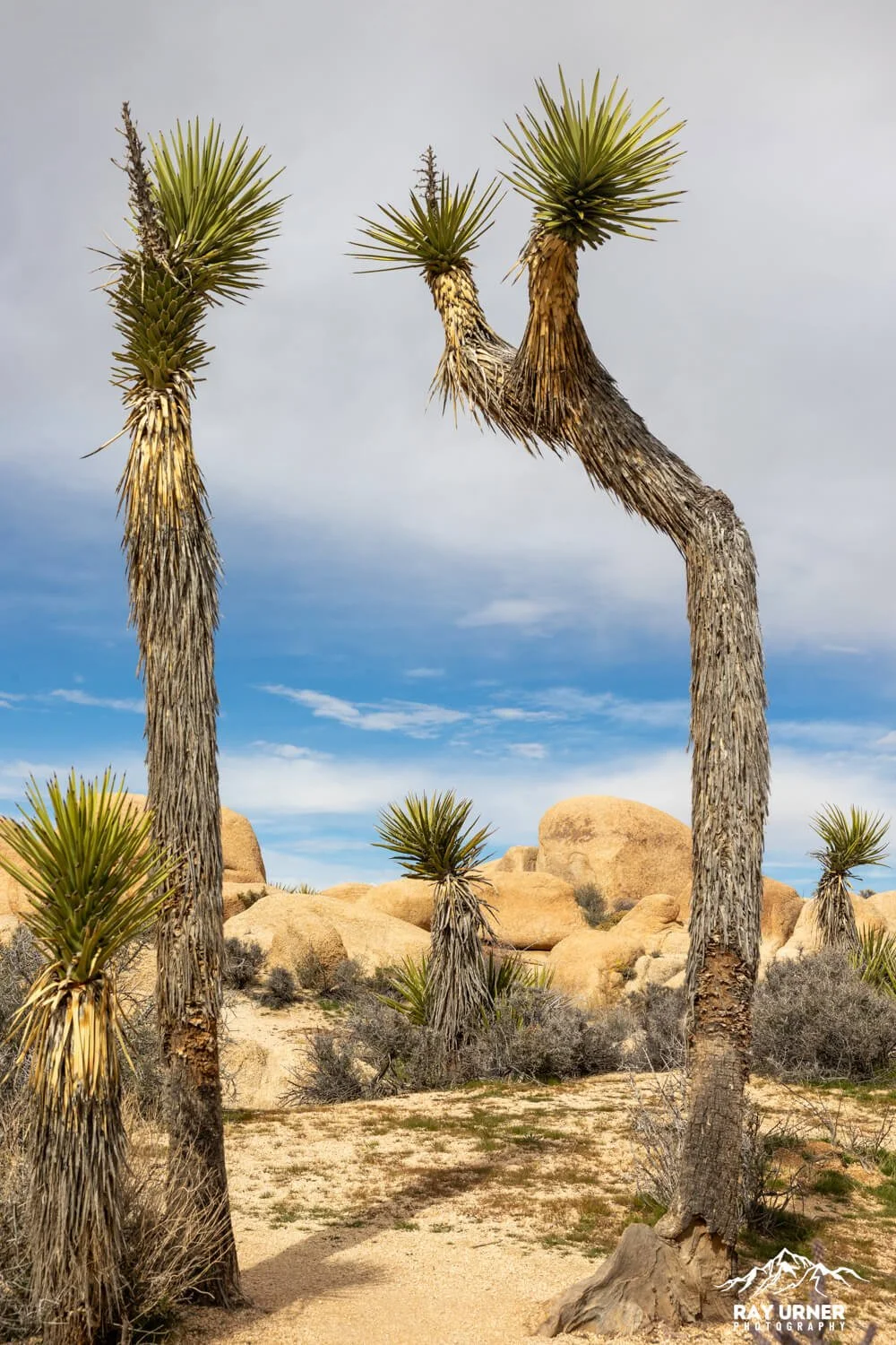 Joshua-Tree-Heart-Rock-010.jpg