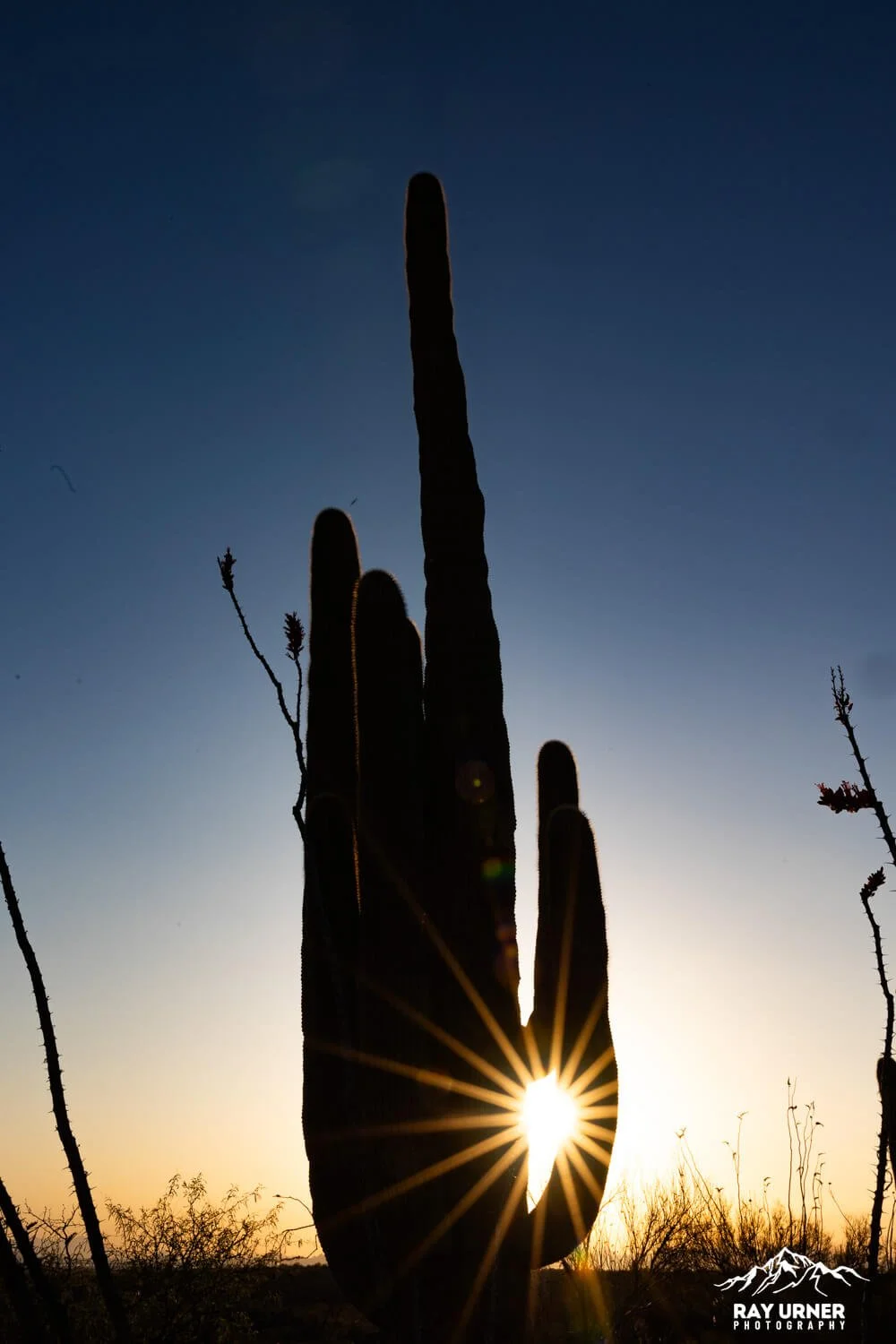 Saguaro-Javelina-Rocks-Overlook-013.jpg