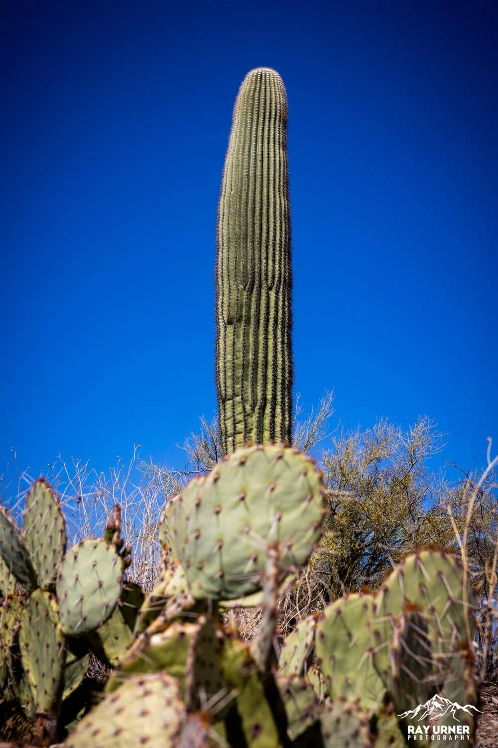 Saguaro-Future-Generations-Overlook-009.jpg