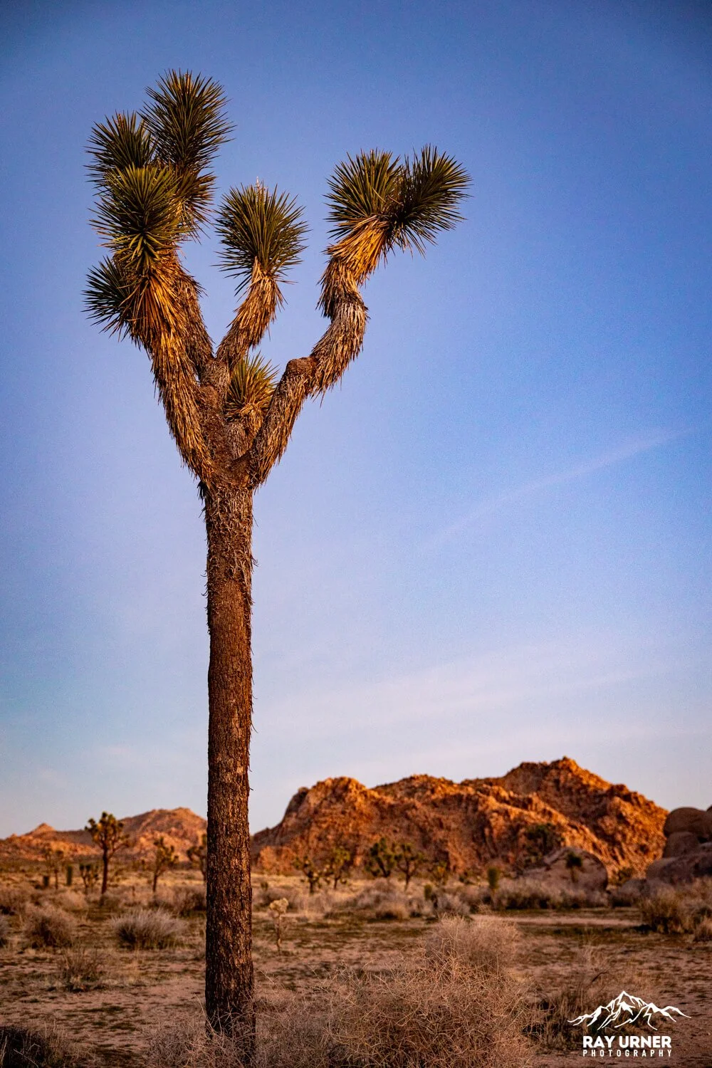 Joshua-Tree-Quail-Springs-006.jpg