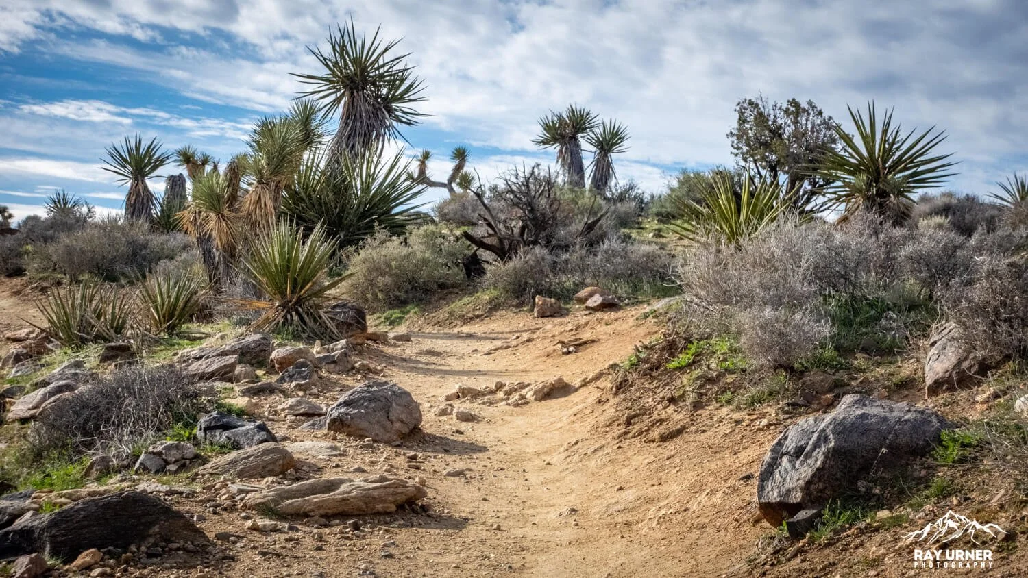 Joshua-Tree-Ryan-Mountain-012.jpg