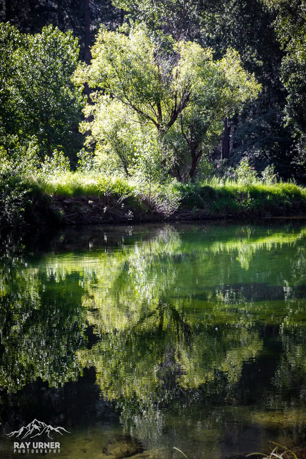 Sunlight filtering through trees reflecting in a calm river with lush green foliage on riverbank