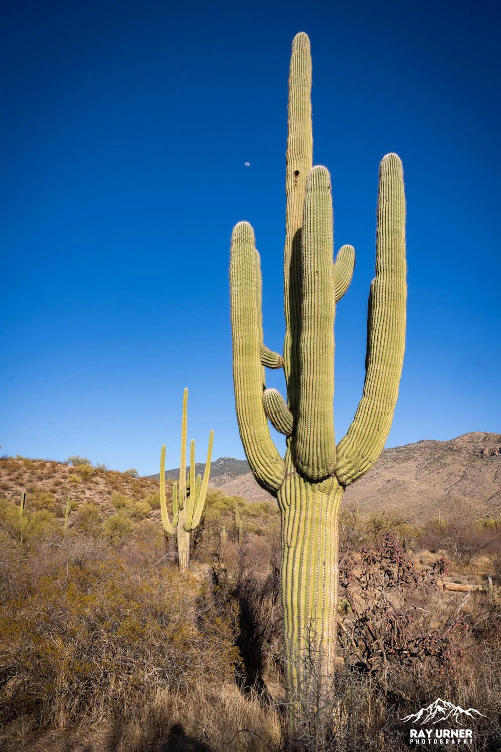 Saguaro-Cactus-Forest-Trail-006.jpg