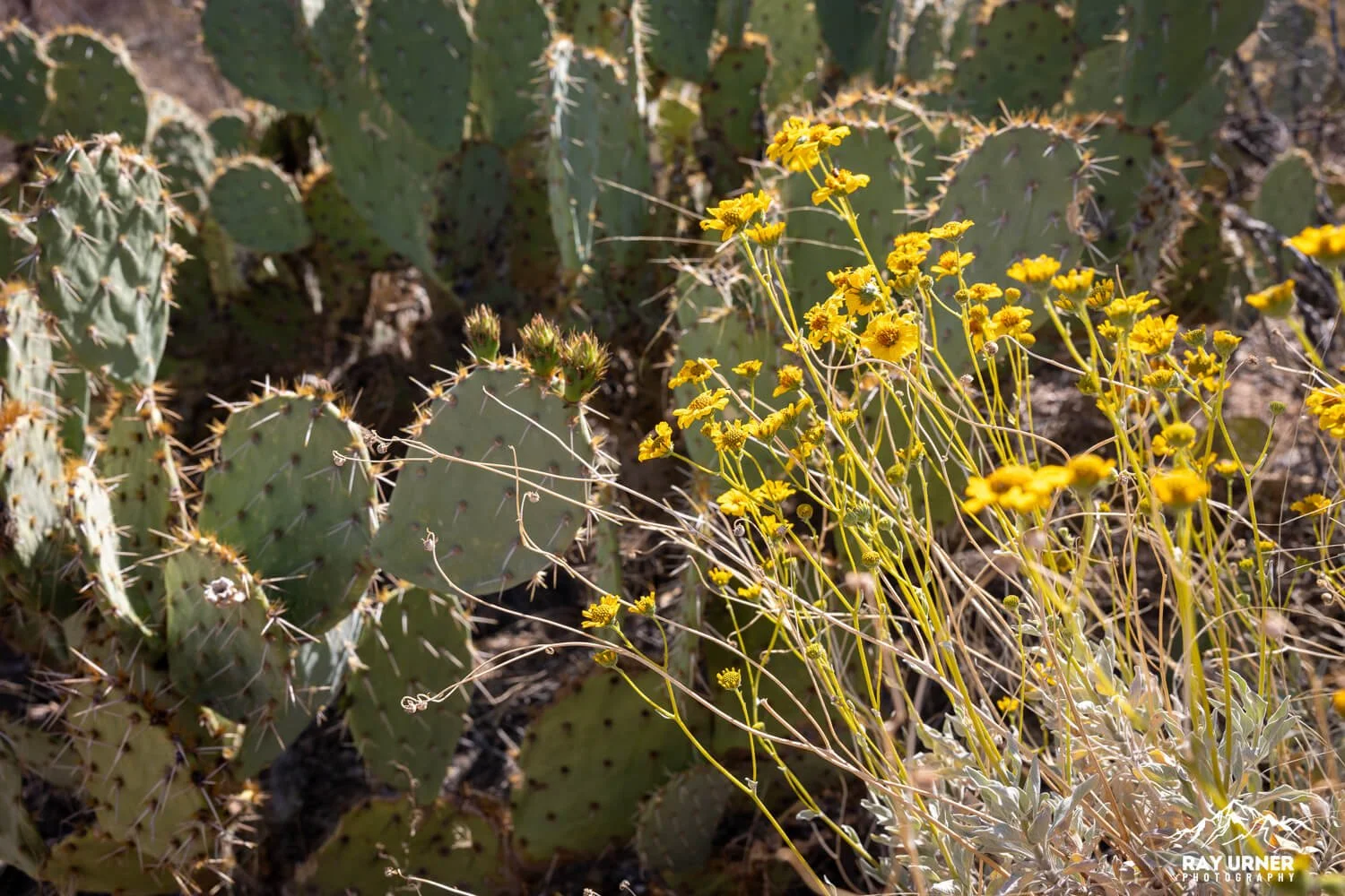 Saguaro-Sonoran-Desert-Overlook-001.jpg