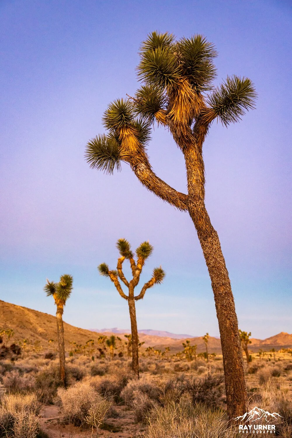 Joshua-Tree-Quail-Springs-009.jpg