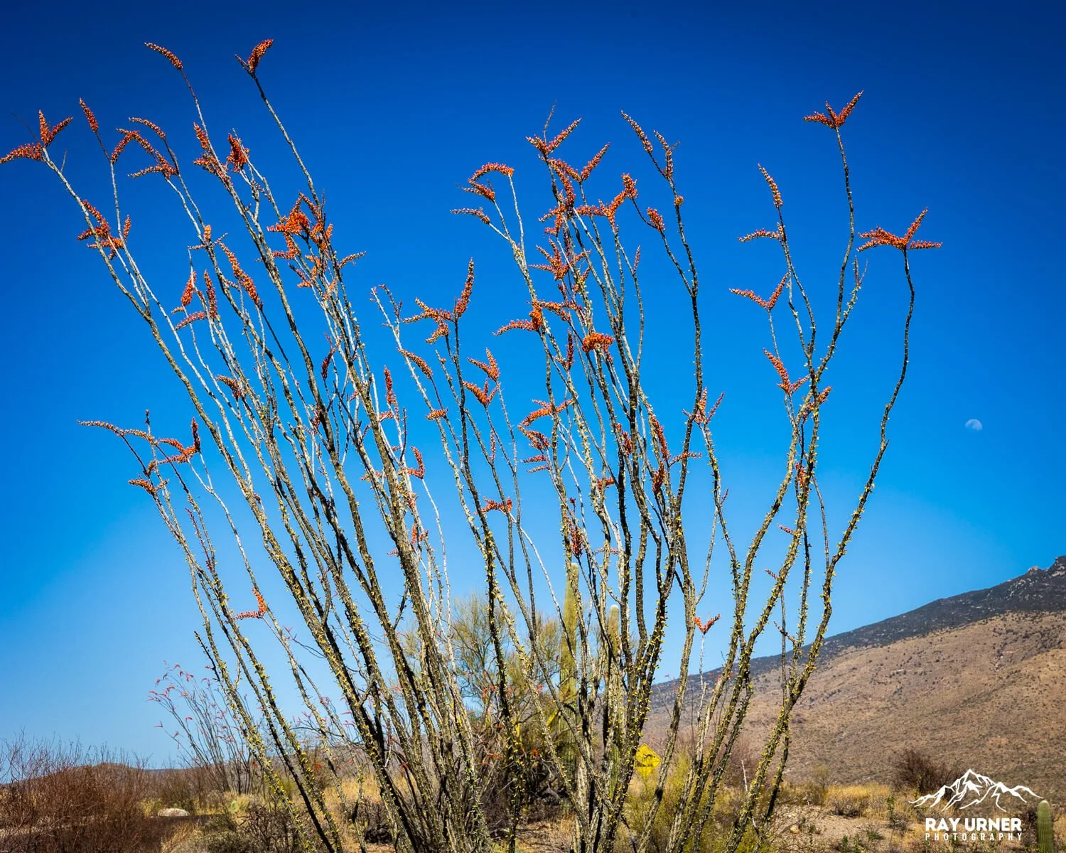 Saguaro-Future-Generations-Overlook-015.jpg