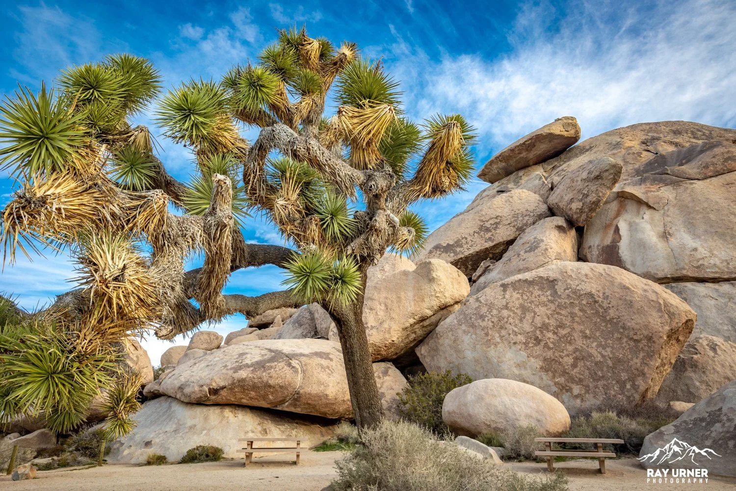 Joshua-Tree-Cap-Rock-016.jpg