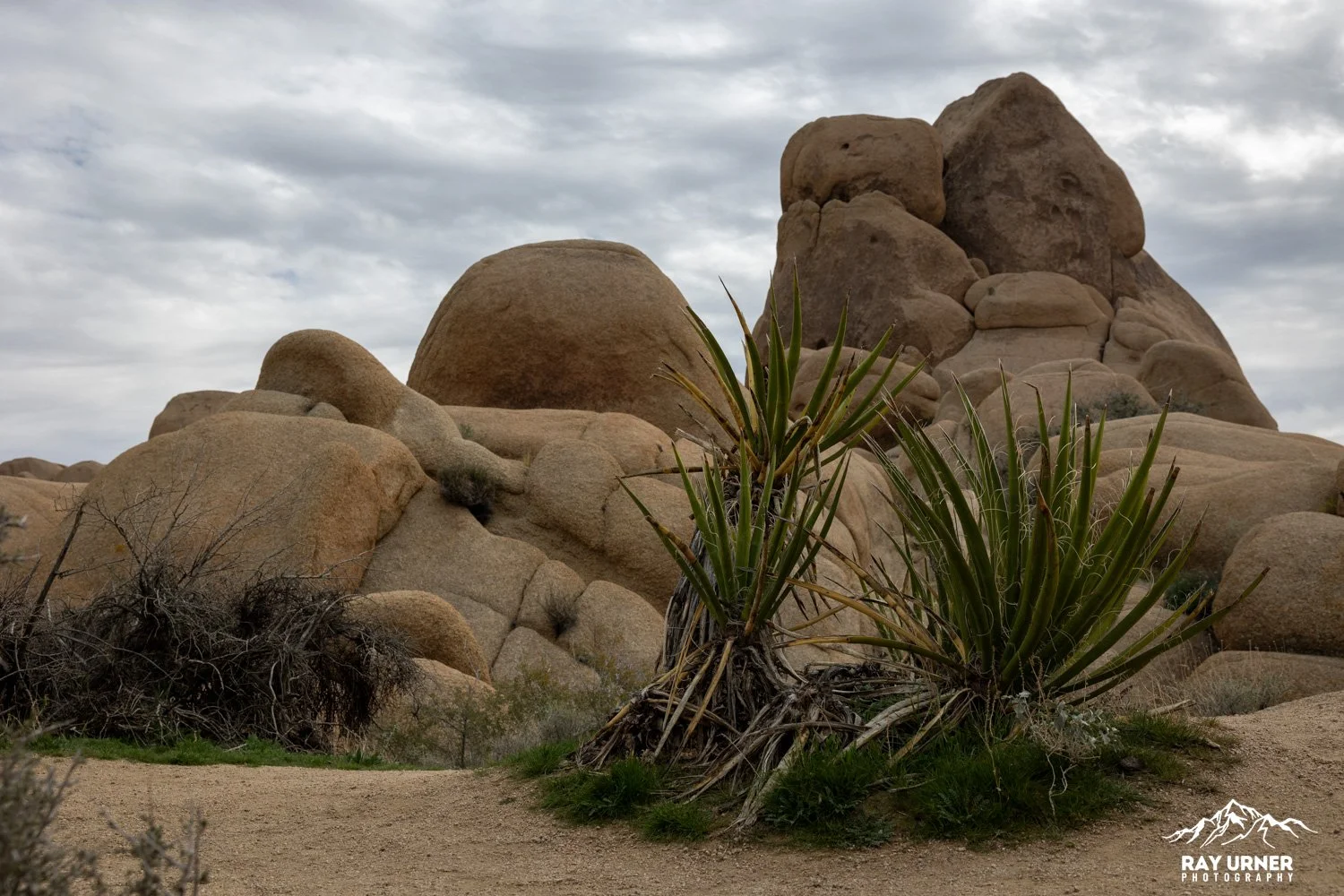 Joshua-Tree-Skull-Rock-008.jpg