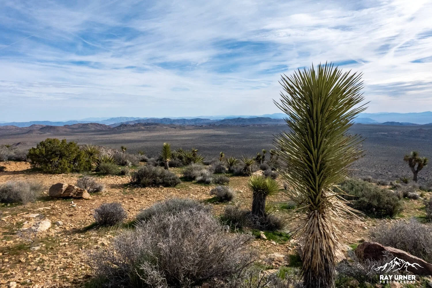 Joshua-Tree-Ryan-Mountain-019.jpg