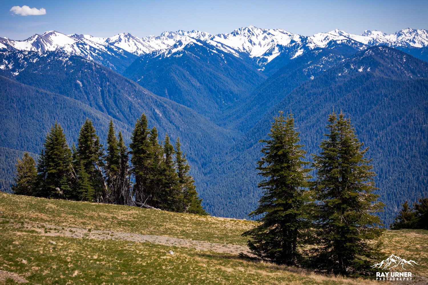 Hurricane-Ridge-Olympic-016.jpg