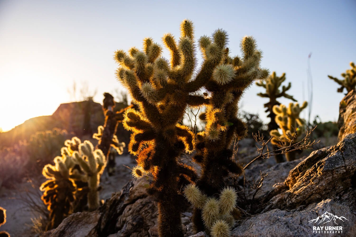 Saguaro-Javelina-Rocks-Overlook-008.jpg
