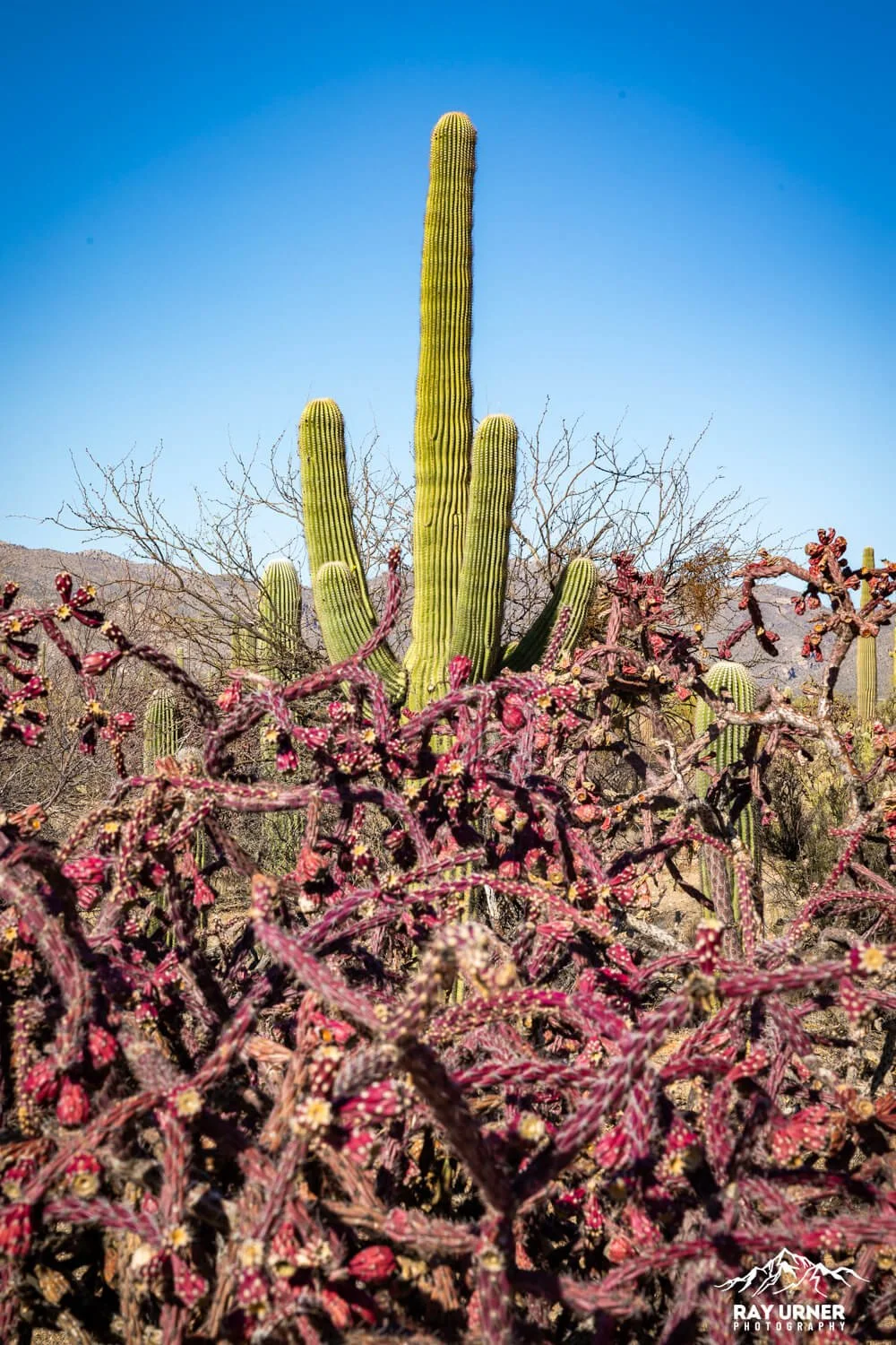 Saguaro-Mica-View-Picnic-Area-017.jpg