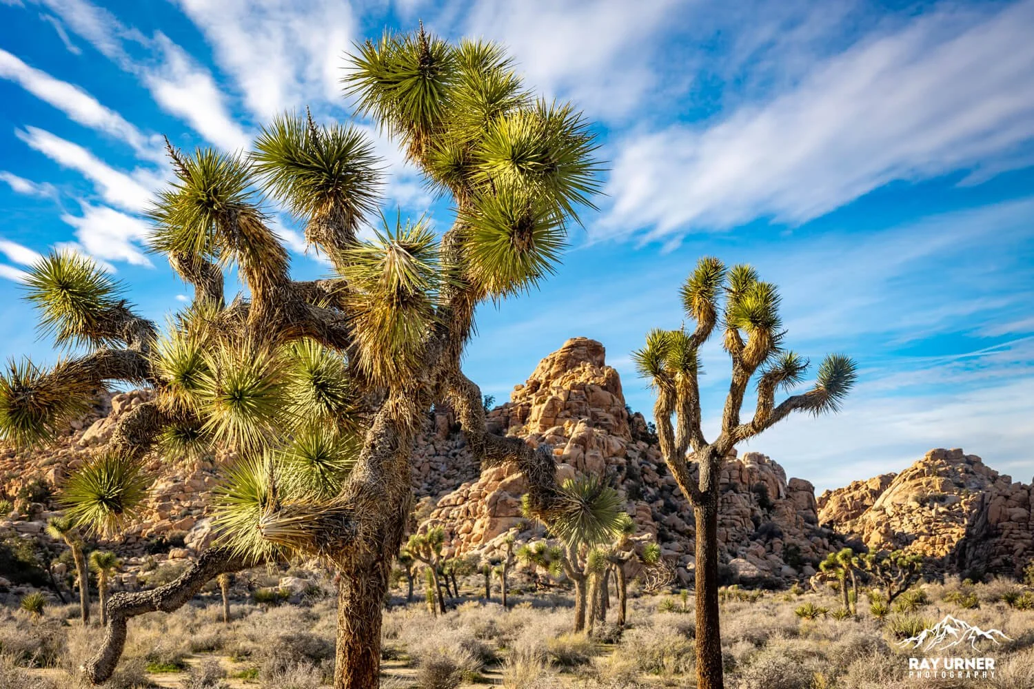 Joshua-Tree-Hidden-Valley-009.jpg