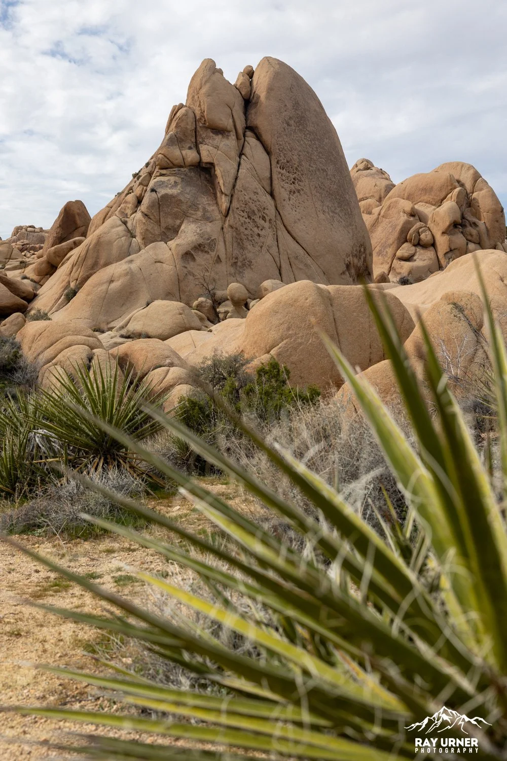 Joshua-Tree-Skull-Rock-012.jpg