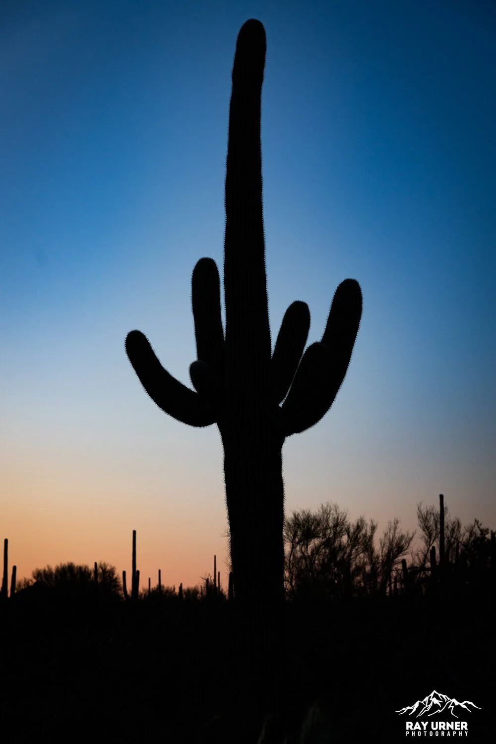 Desert Discovery Nature Trail