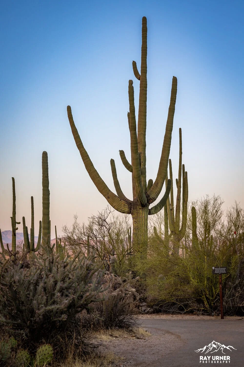 Saguaro-Desert-Discovery-Nature-Trail 017.jpg