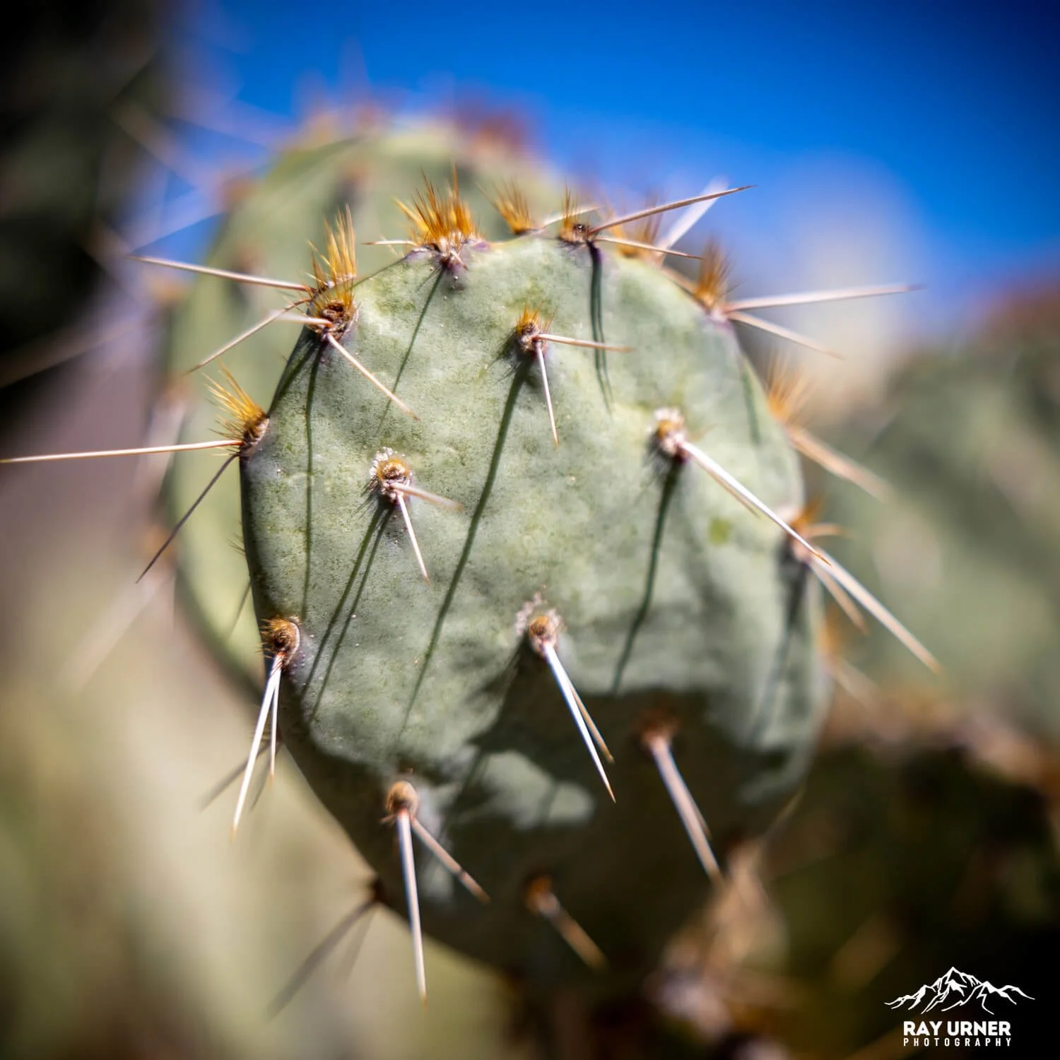 Saguaro-Future-Generations-Overlook-003.jpg