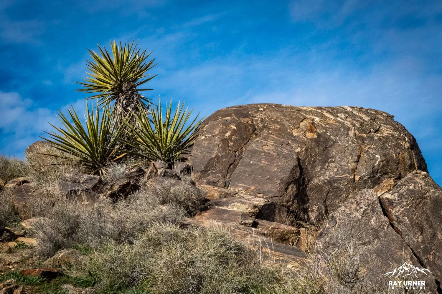 Joshua-Tree-Ryan-Mountain-011.jpg