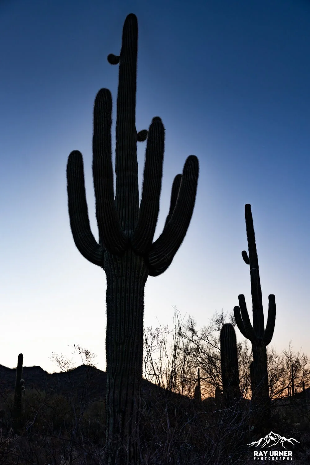 Saguaro-Desert-Discovery-Nature-Trail 005.jpg