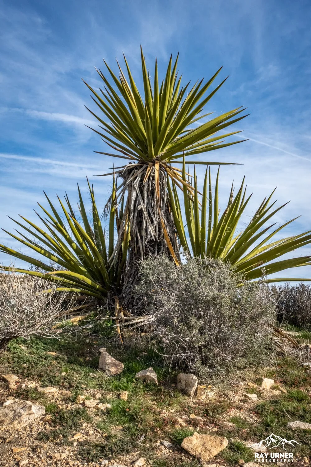 Joshua-Tree-Ryan-Mountain-010.jpg