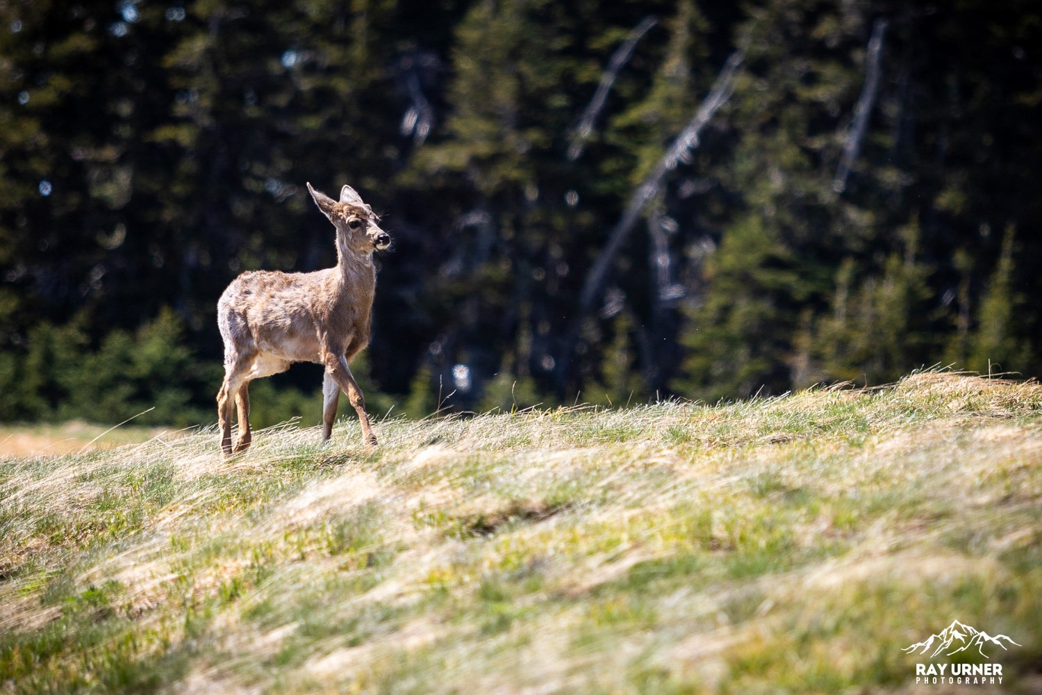 Hurricane-Ridge-Olympic-001.jpg
