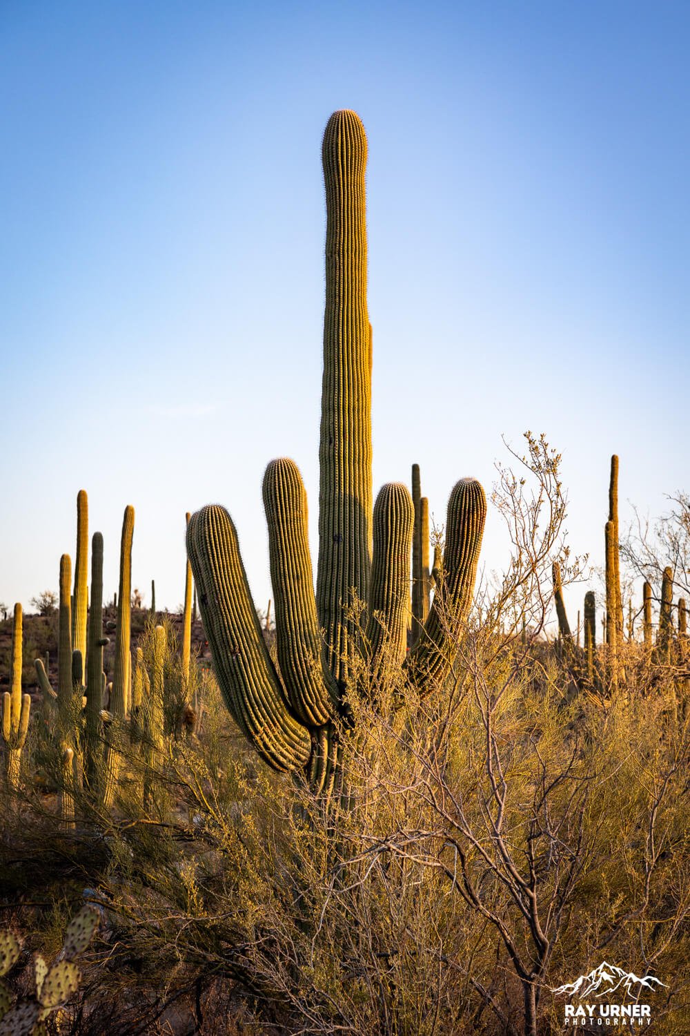 Saguaro-Valley-View-Overlook-Trail 002.jpg