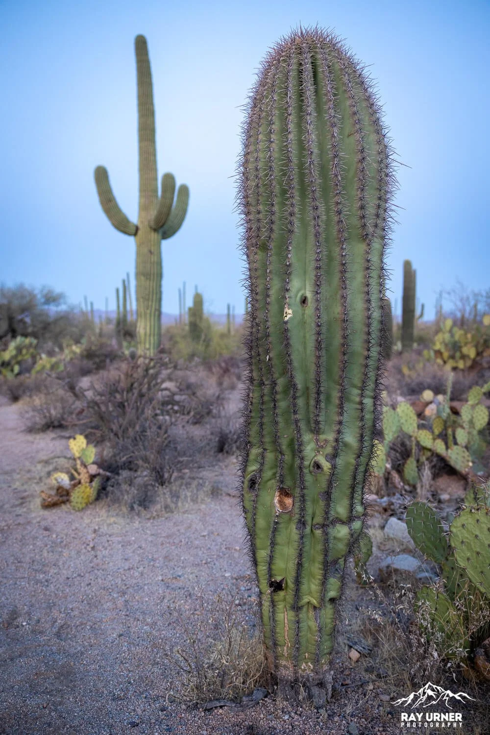 Saguaro-Desert-Discovery-Nature-Trail 002.jpg