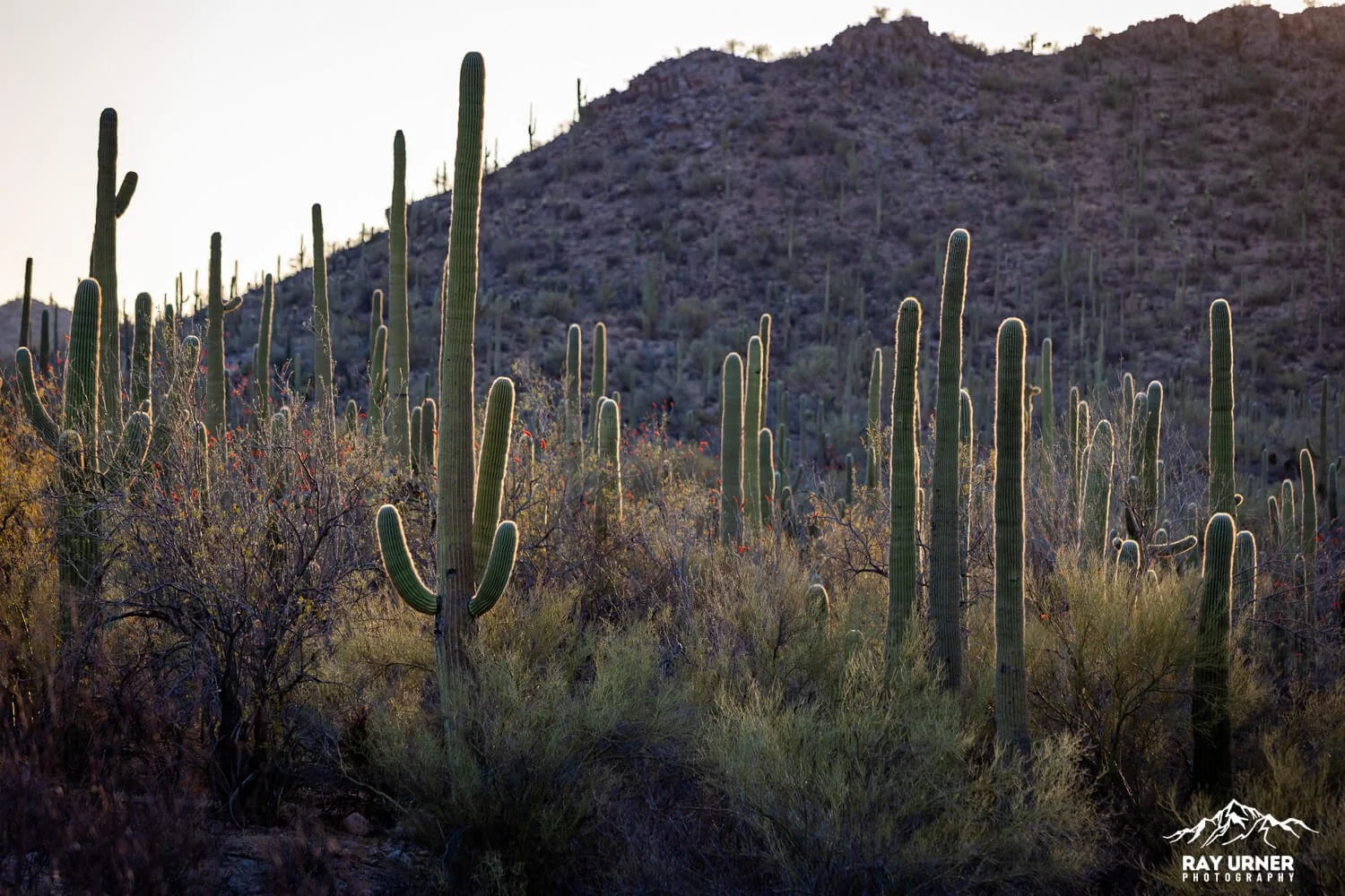 Saguaro-Valley-View-Overlook-Trail 003.jpg
