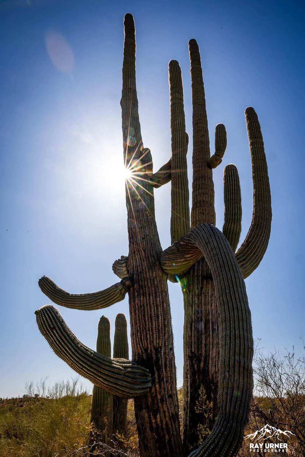 Sonoran Desert Overlook