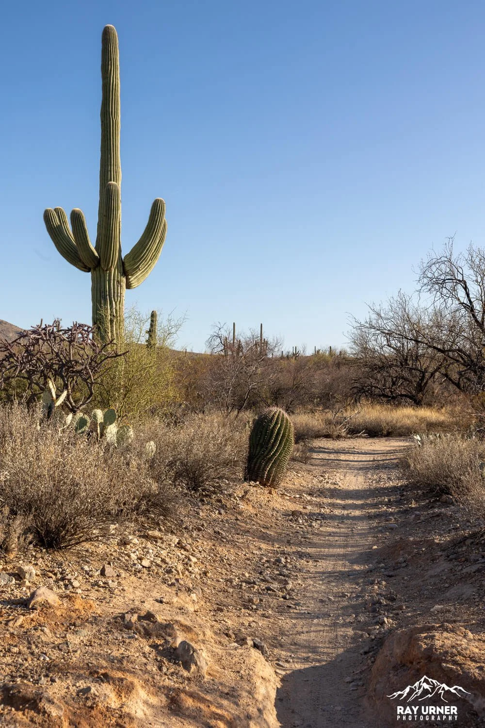 Saguaro-Cactus-Forest-Trail-001.jpg
