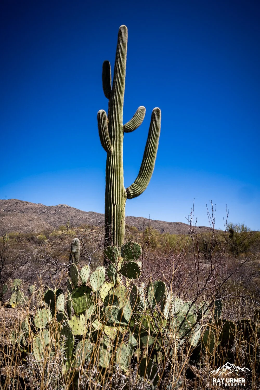 Saguaro-Future-Generations-Overlook-010.jpg