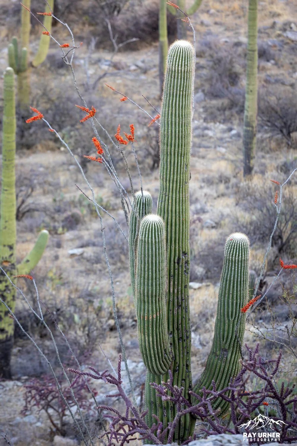Rincon Mountain Overlook