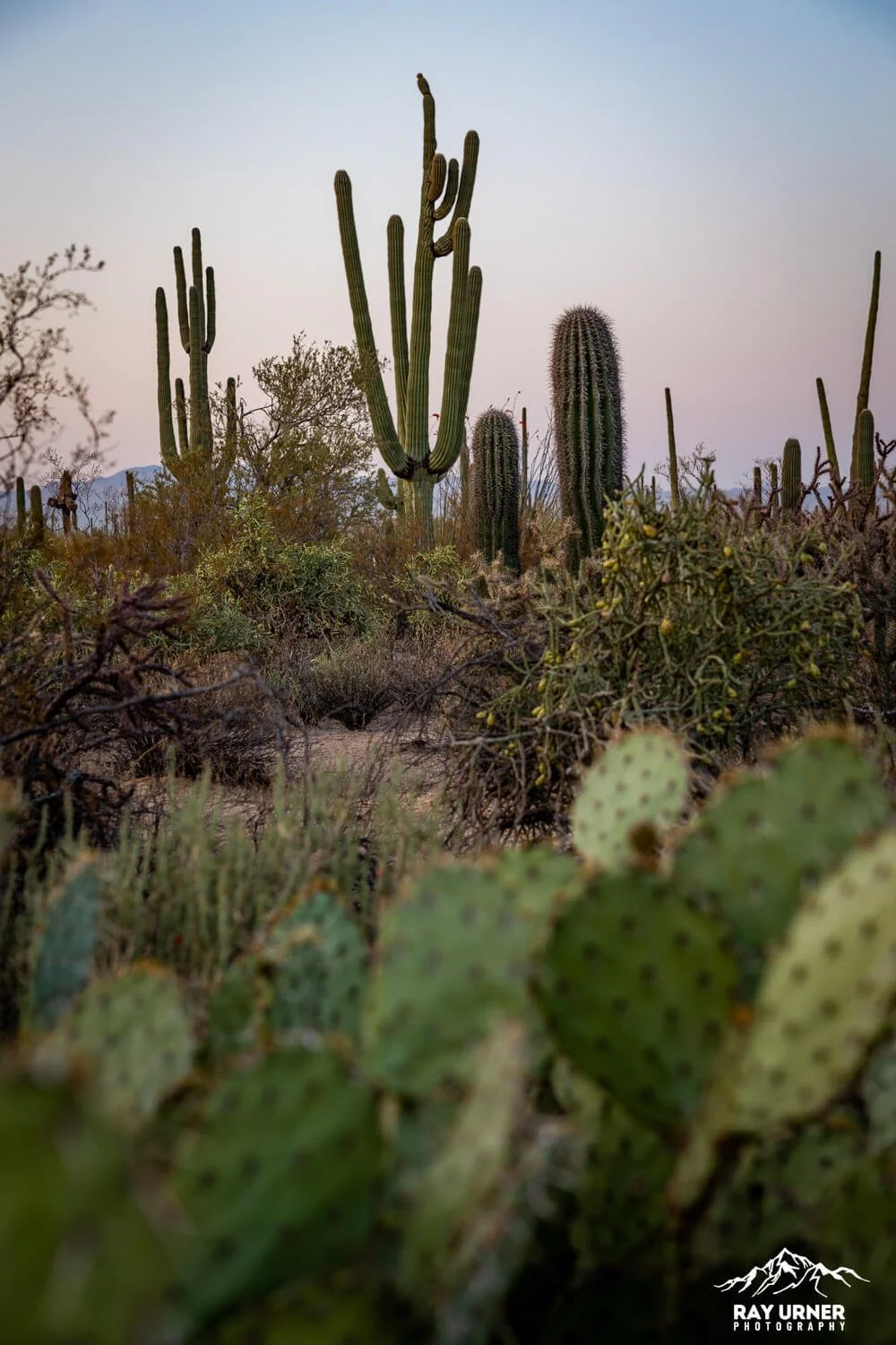 Saguaro-Desert-Discovery-Nature-Trail 011.jpg
