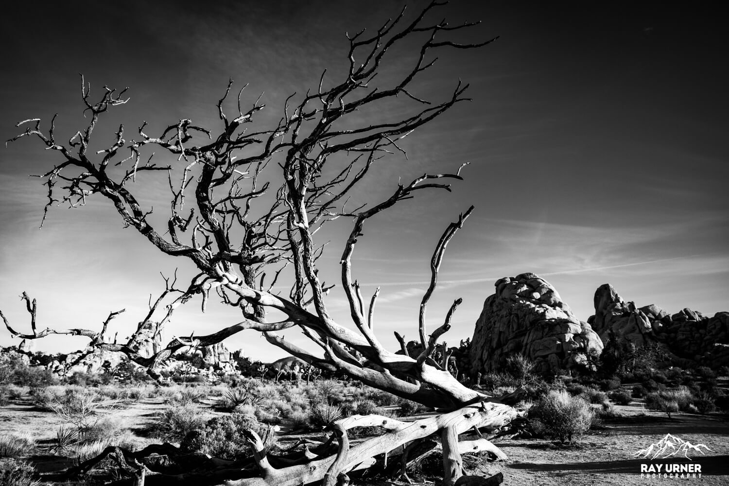 Joshua-Tree-Hidden-Valley-020.jpg