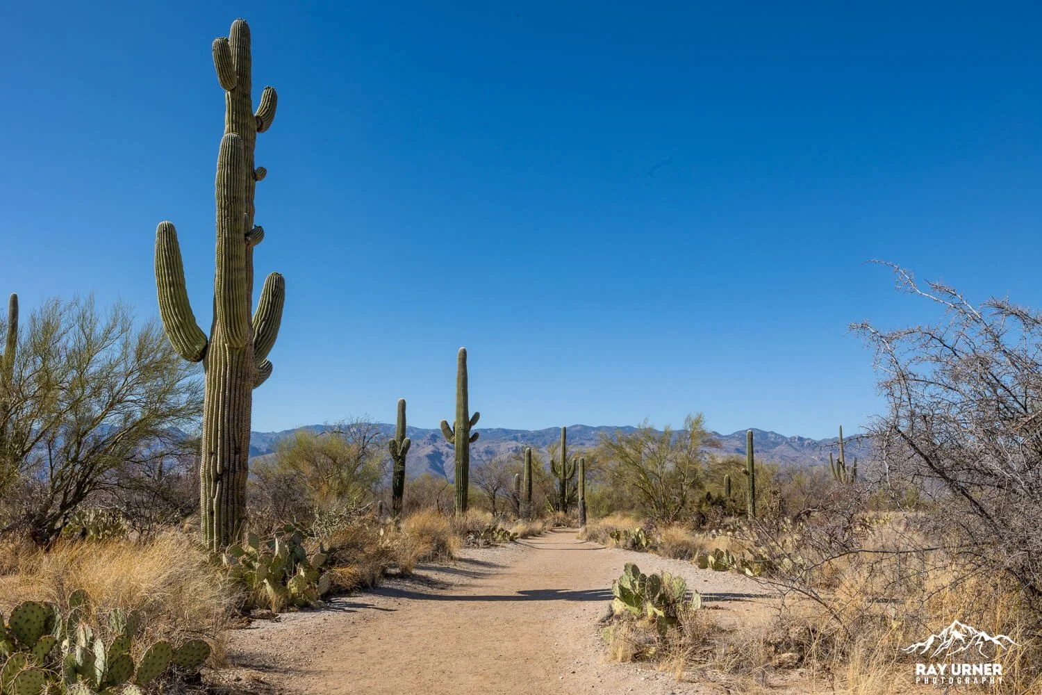 Saguaro-Mica-View-Picnic-Area-004.jpg