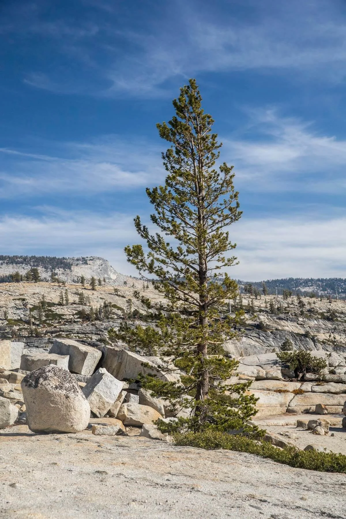 Single pine tree standing amidst rocks and desert landscape with distant hills and a blue sky with wispy clouds.