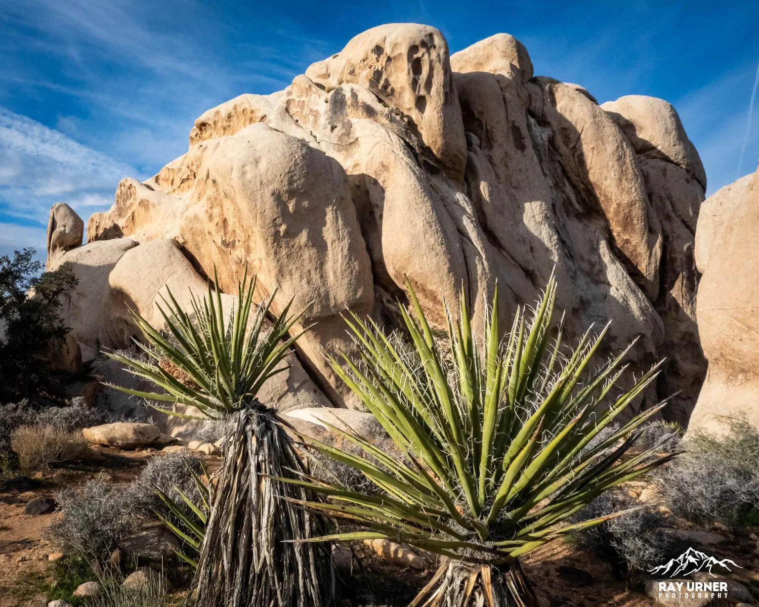 Joshua-Tree-Ryan-Mountain-004.jpg