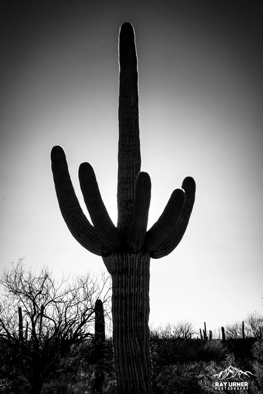 Saguaro-Cactus-Forest-Trail-008.jpg