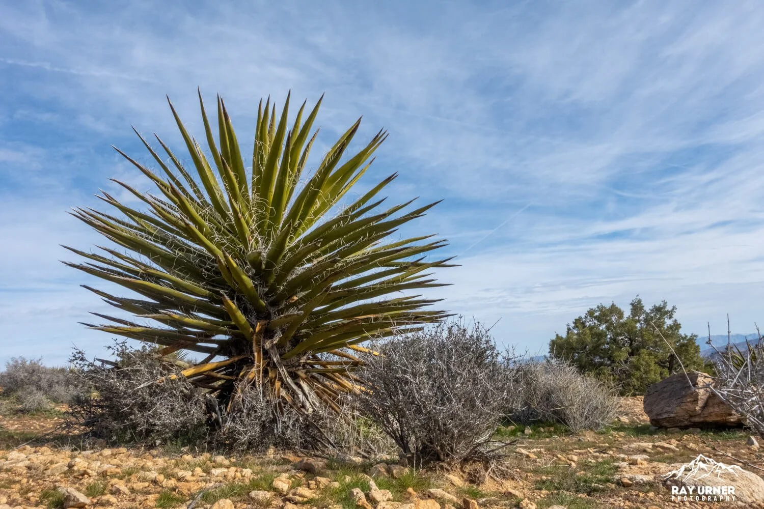 Joshua-Tree-Ryan-Mountain-020.jpg