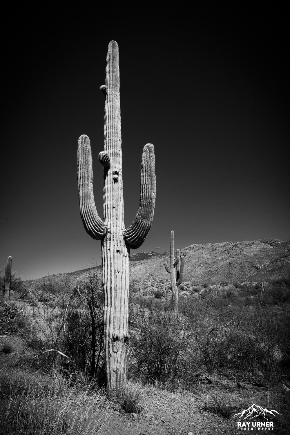 Saguaro-Future-Generations-Overlook-005.jpg