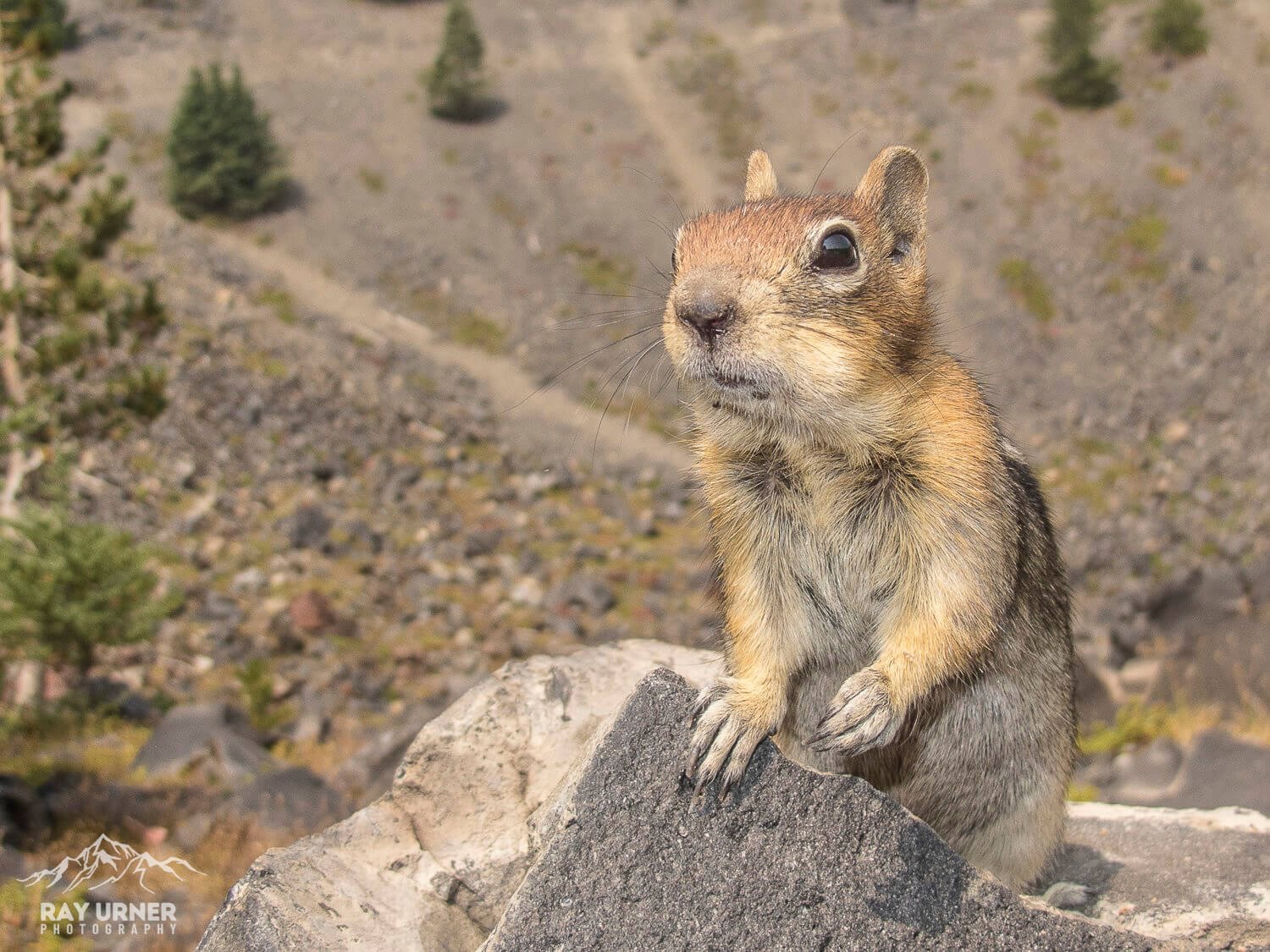 Golden-Mantled-Ground-Squirrel.jpg