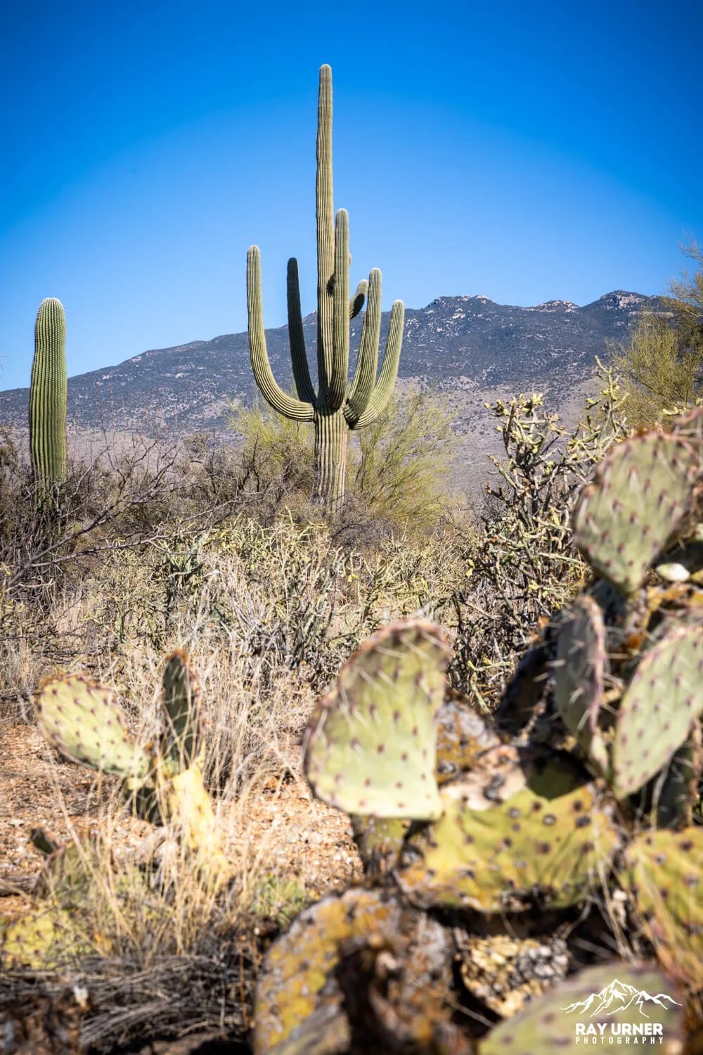 Saguaro-Mica-View-Picnic-Area-007.jpg