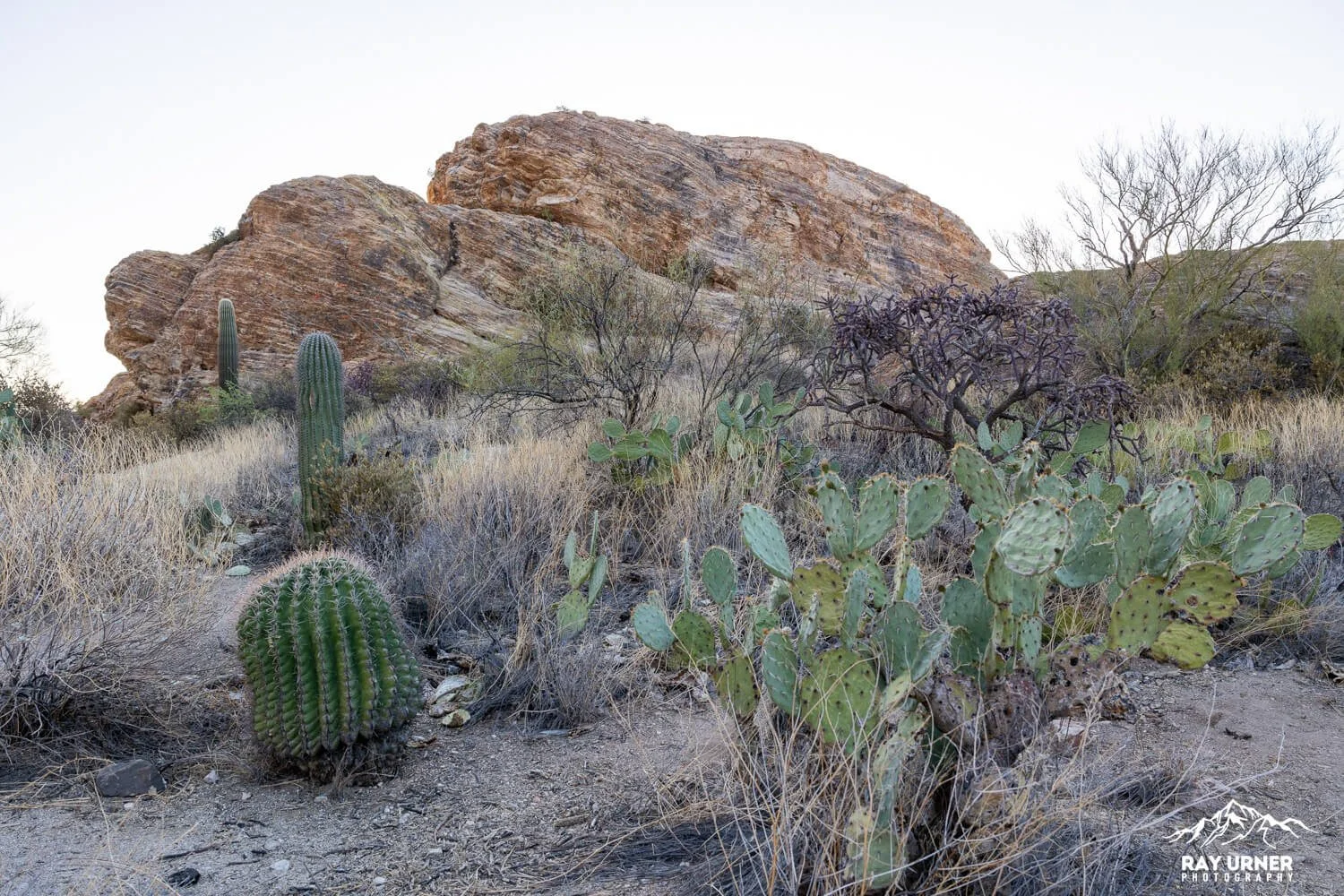 Saguaro-Javelina-Rocks-Overlook-002.jpg