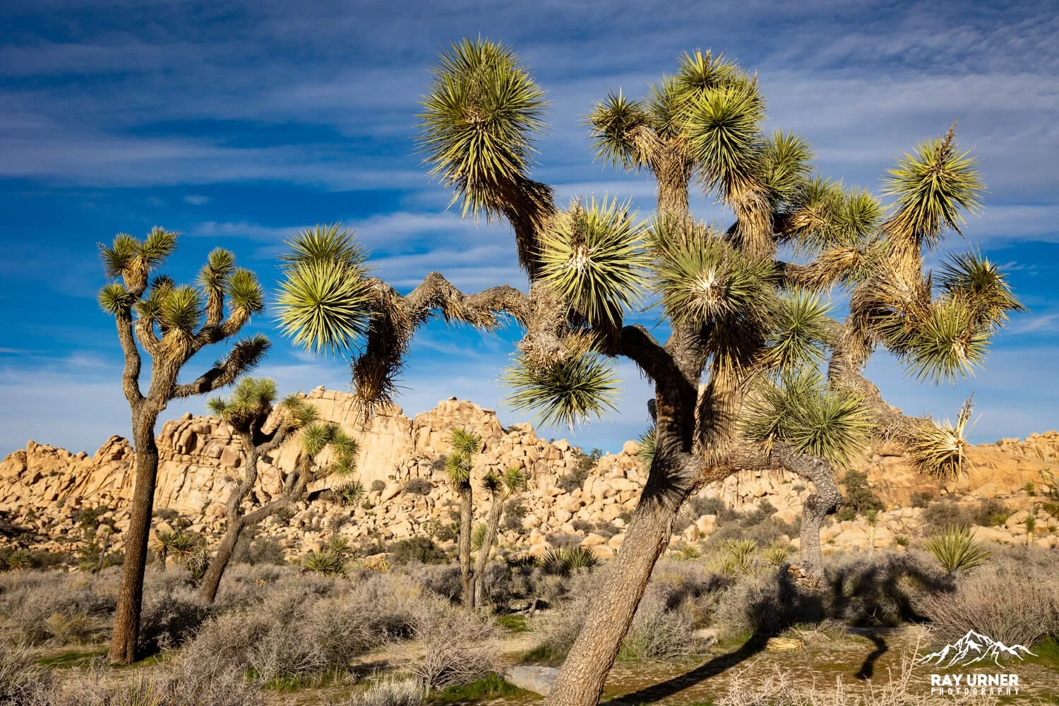 Joshua-Tree-Hidden-Valley-010.jpg