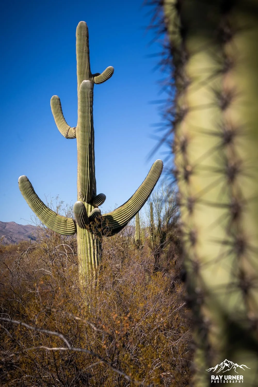 Saguaro-Desert-Ecology-Trail-008.jpg